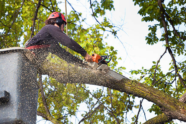 Pest Control for Lawns in Kingston, RI