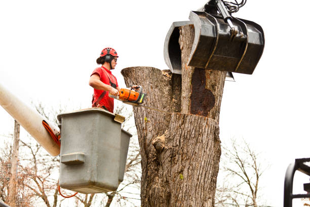 Trusted Kingston, RI Tree Removal Services Experts